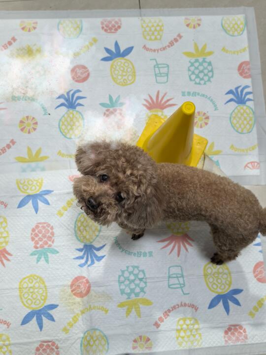梅雨季☔我劝小狗在家尿尿