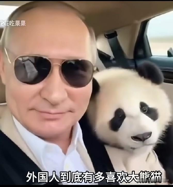 普京和大熊猫长得还挺像！[捂脸]
相片上两个都戴墨镜，太可笑了，两个成一类动物！