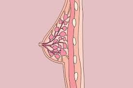 乳腺囊肿的发生率很高，西方国家的数据为7%的女性有明显的乳腺囊肿。男性乳腺囊肿很