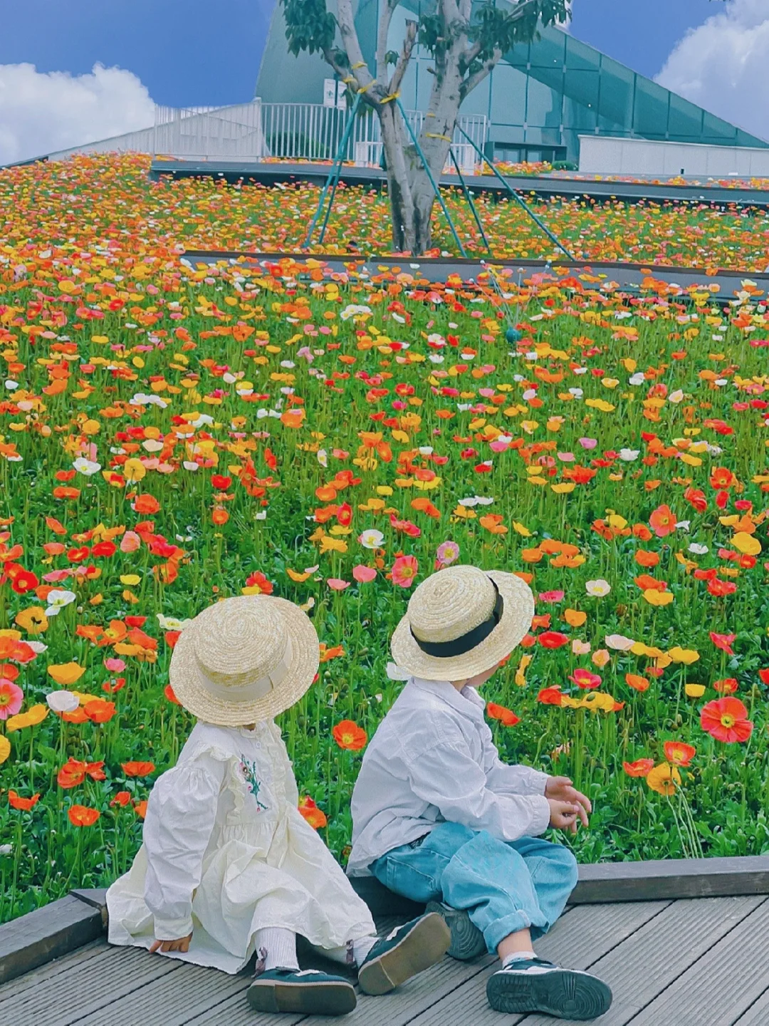 成都遛娃✅｜超大片虞美人开满了整个山坡~🌼