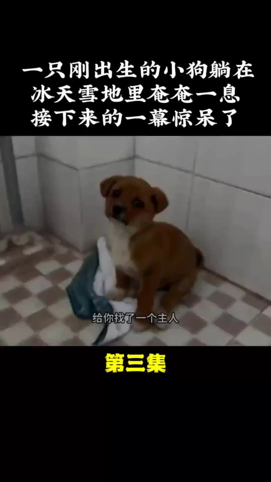 动物世界 神奇的动物在