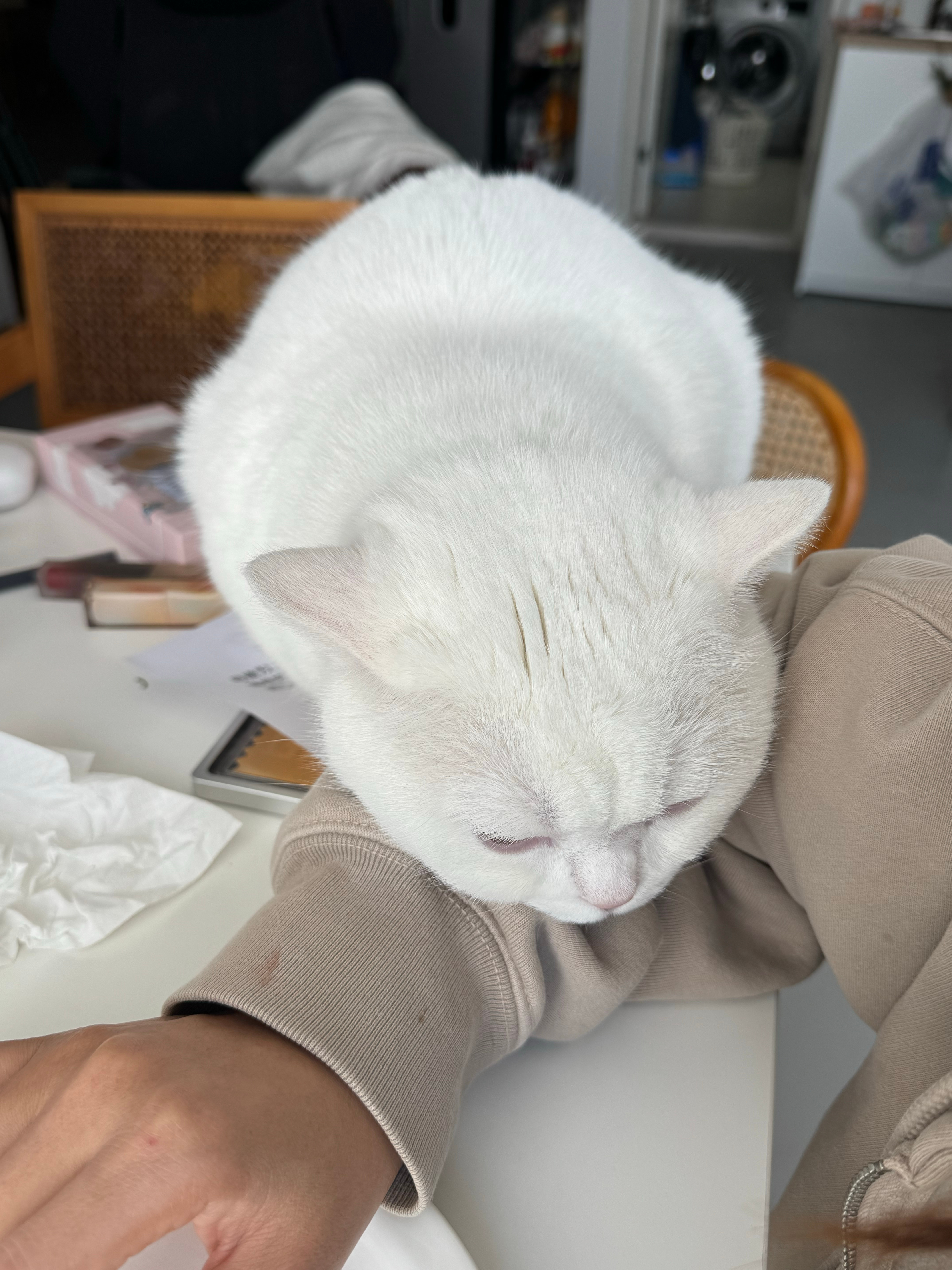 作为一只猫，江小白是不是过于黏人了？ 