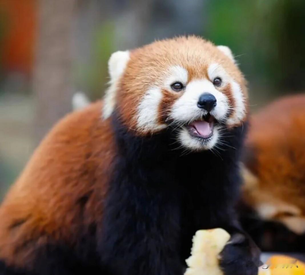 华中最大种群，鄂州灵玲小熊猫，软萌可爱超治愈。