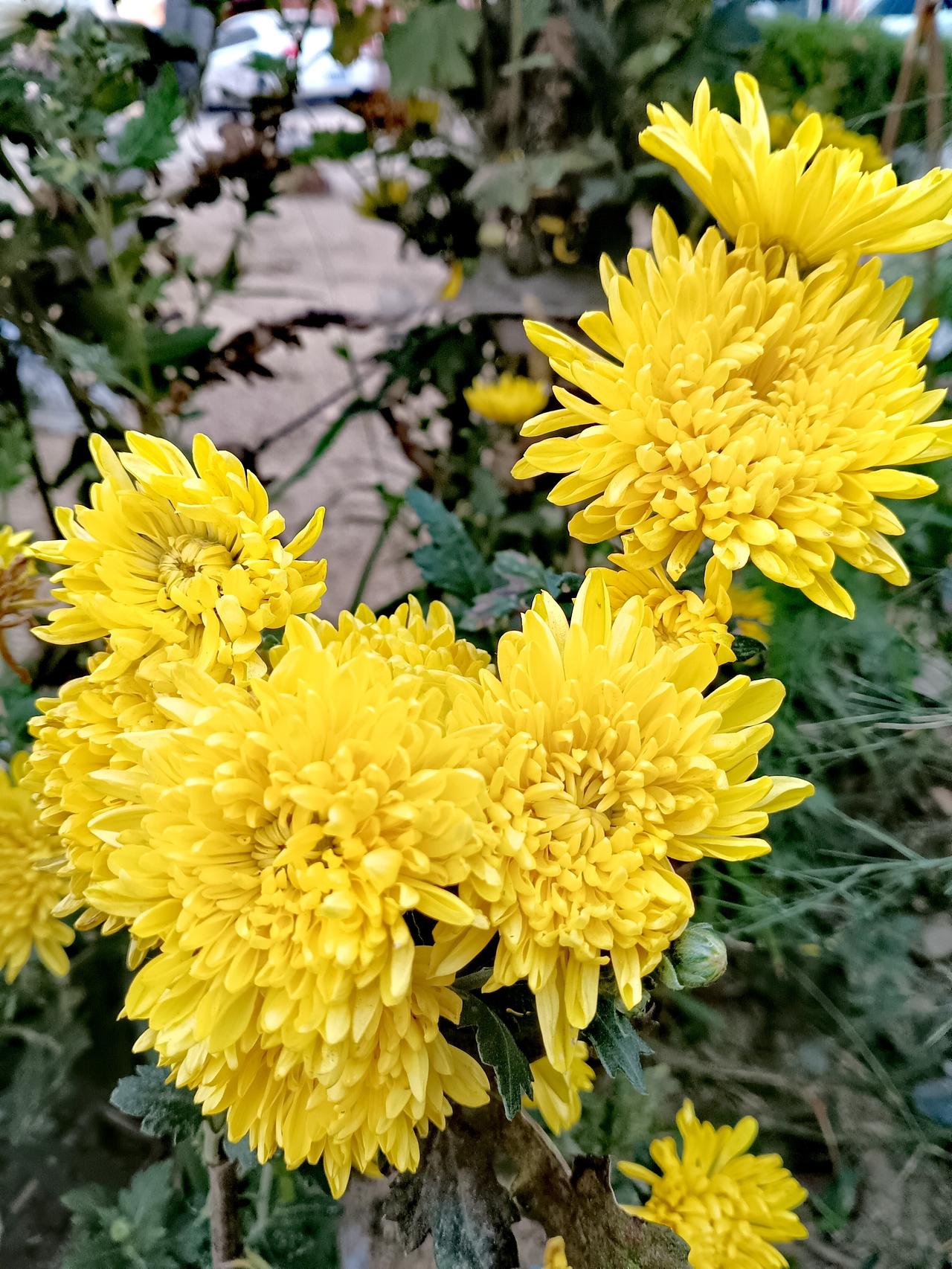 一簇簇金黄秋菊热烈盛放，花瓣层叠饱满，绿叶映衬，尽显秋日风华。