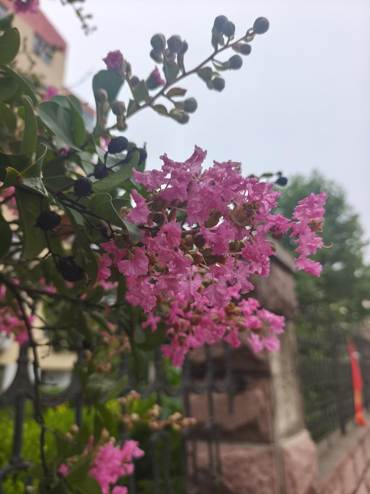 媳妇儿找不到我了！
老夫老妻了，还是牵挂着啊！
晚饭后，我独自一人去散步。绕了一