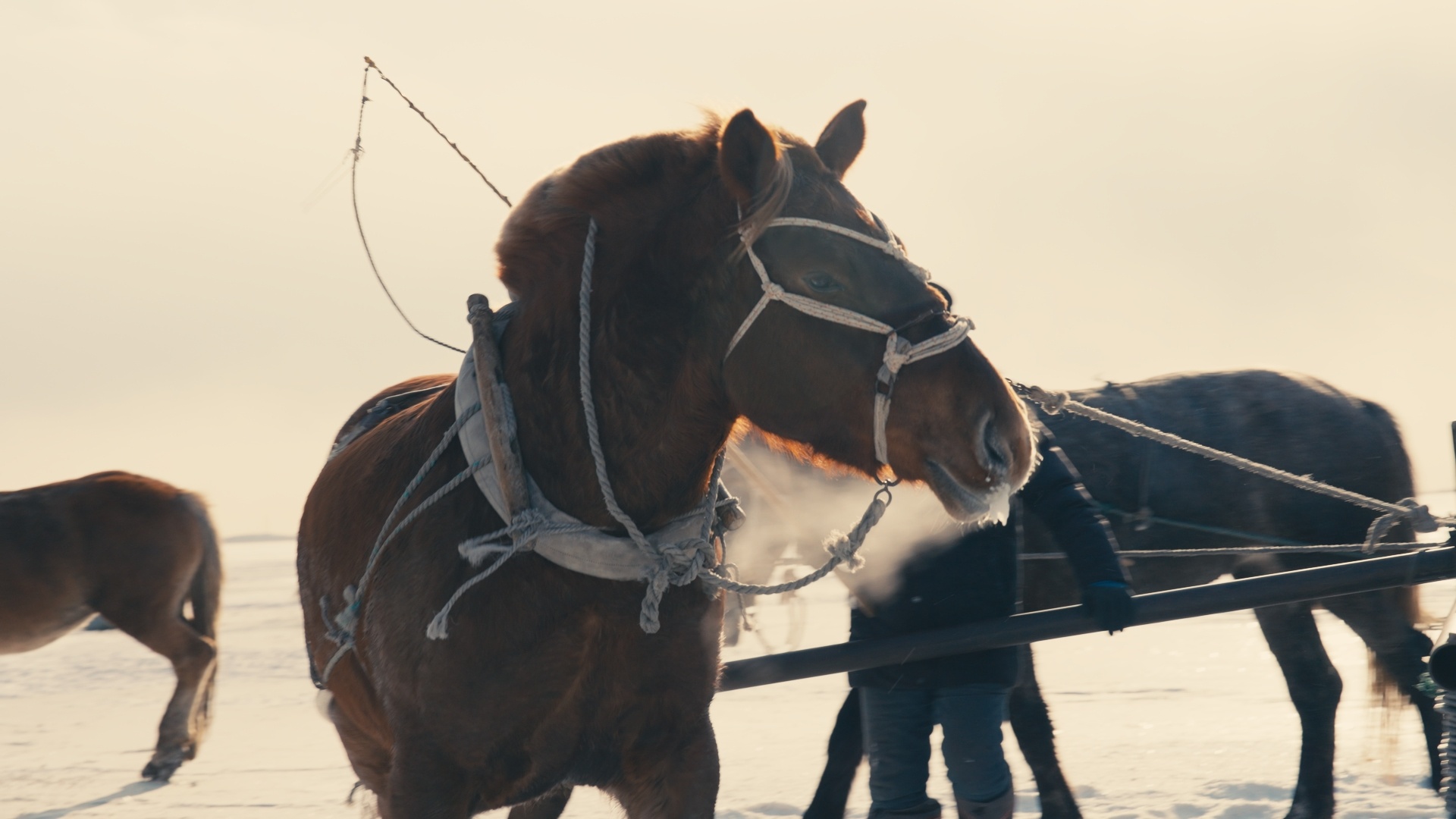 今日摄影：「查干湖冬捕」鱼：好大，好多，好吃 松原·吉林查干湖国家级自然保护区