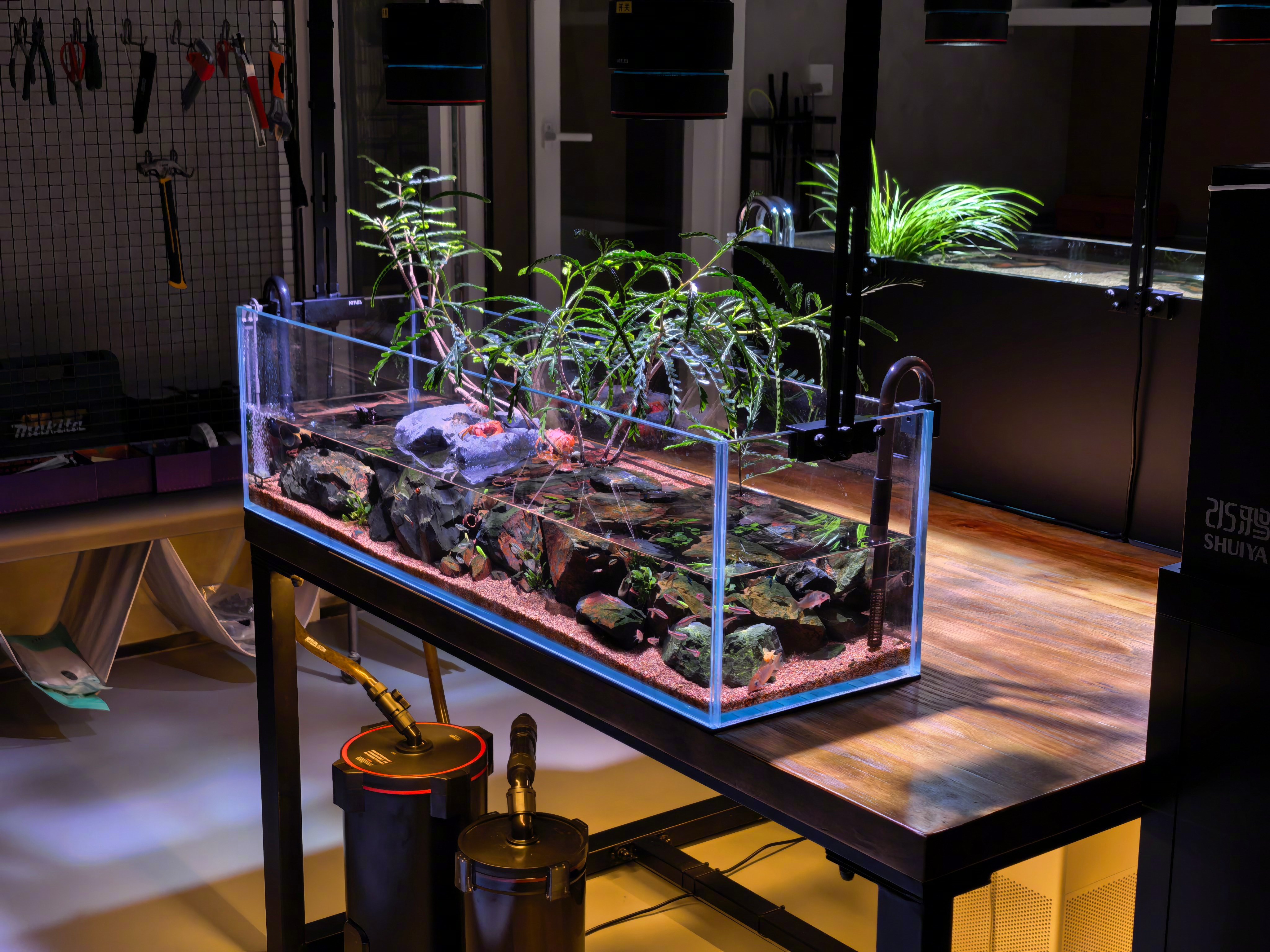 有人说养鱼是老登玩的，但我每天忙一天回家鱼缸边儿坐会儿，喂喂鱼，的确是个舒服的放