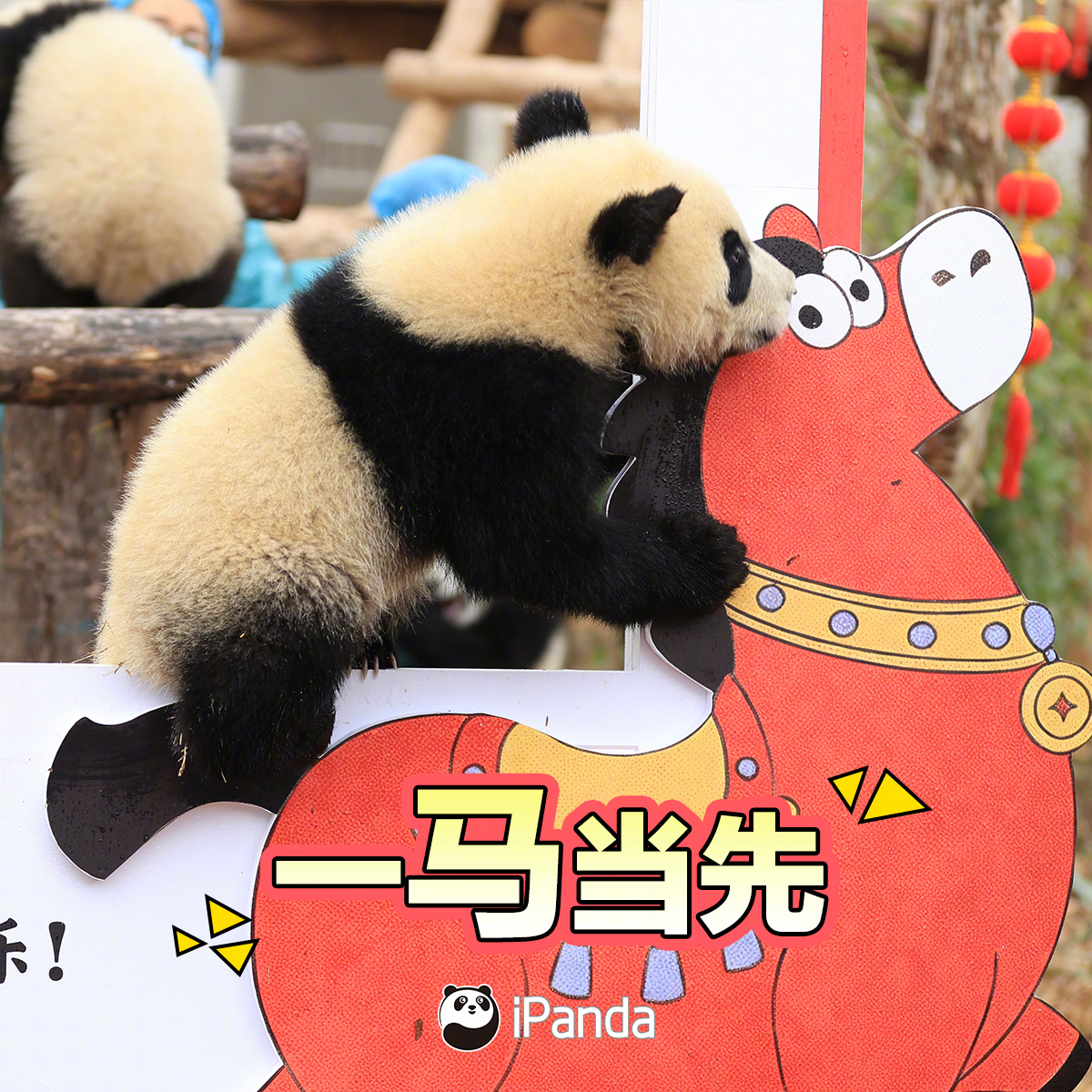 【保存分享！熊猫宝宝萌霸拜年对话框】拥有熊猫宝宝最萌新春表情包，你就是朋友圈里的