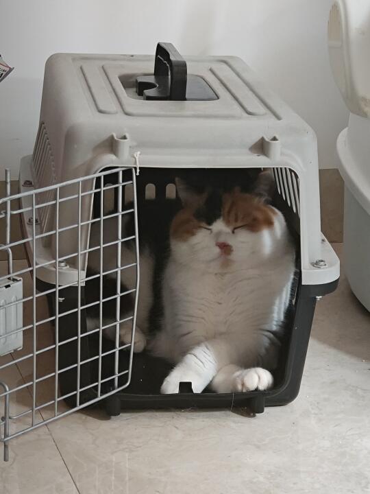 带小猫搬家后，她天天睡航空箱里