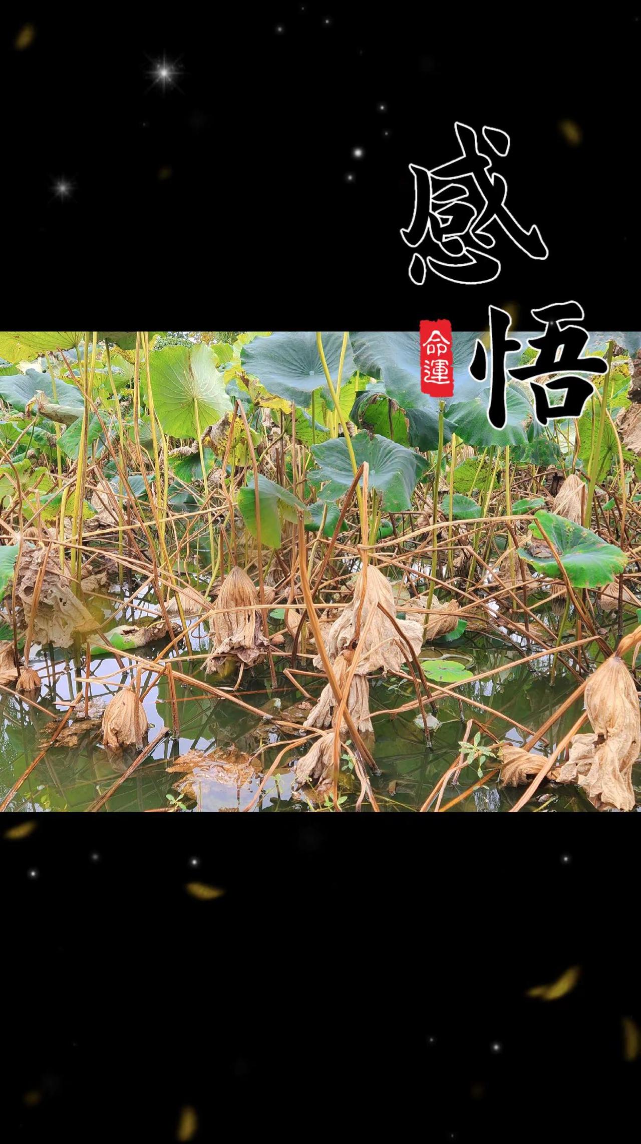 平平淡淡就是最好的生活。创作者扶持计划 伙伴计划 平淡的生活简单的幸福 秋日残荷