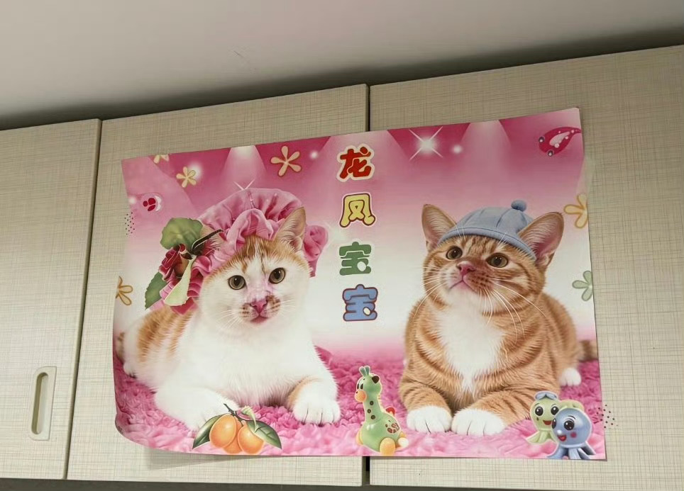 龙凤胎想要龙凤胎得到一代人有一代人的龙凤胎爆笑段子研究所