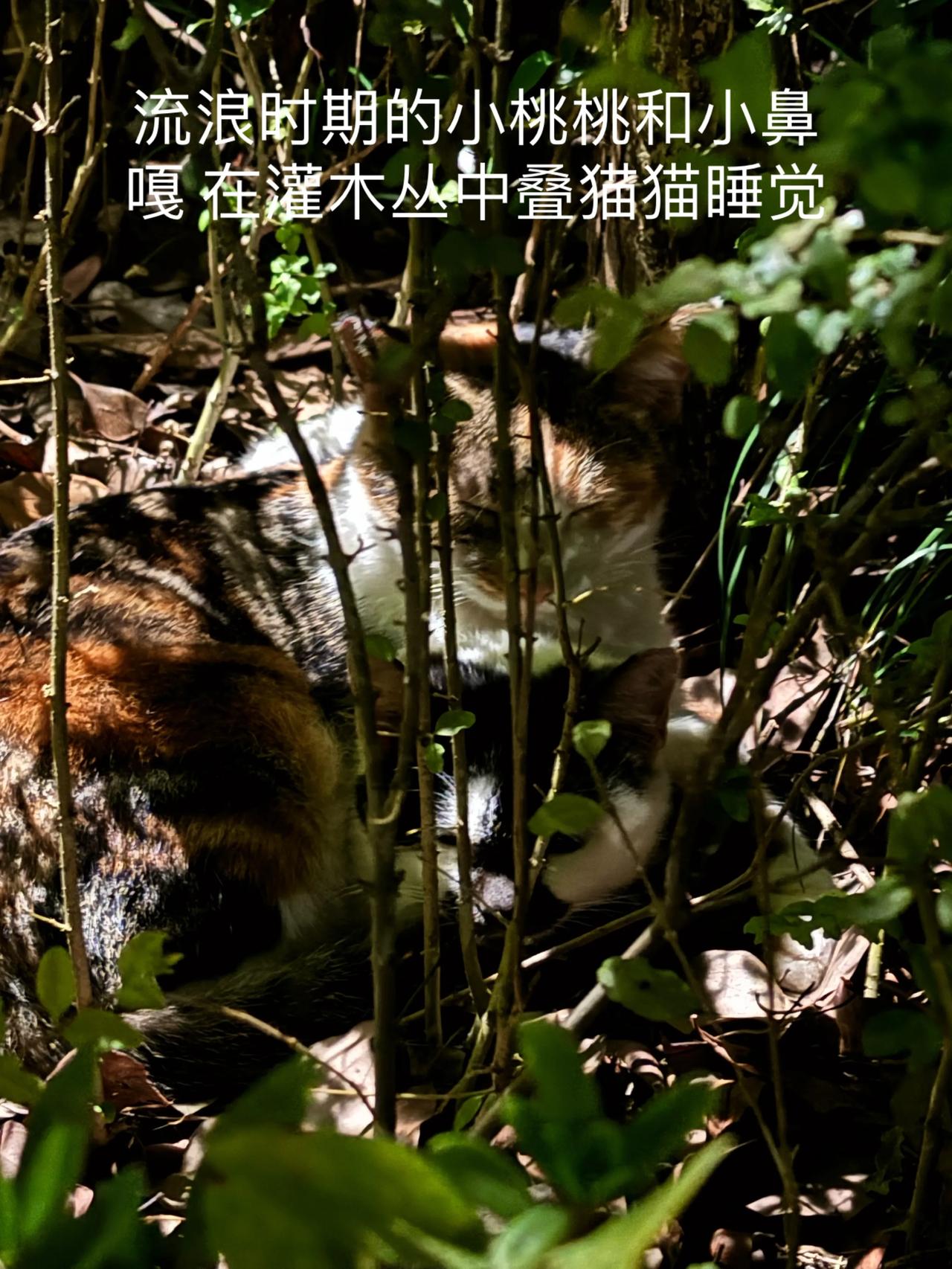 今天真是神清气爽！2024TNR圆满结束，这次跟队友们共为29只流浪猫做了绝育手