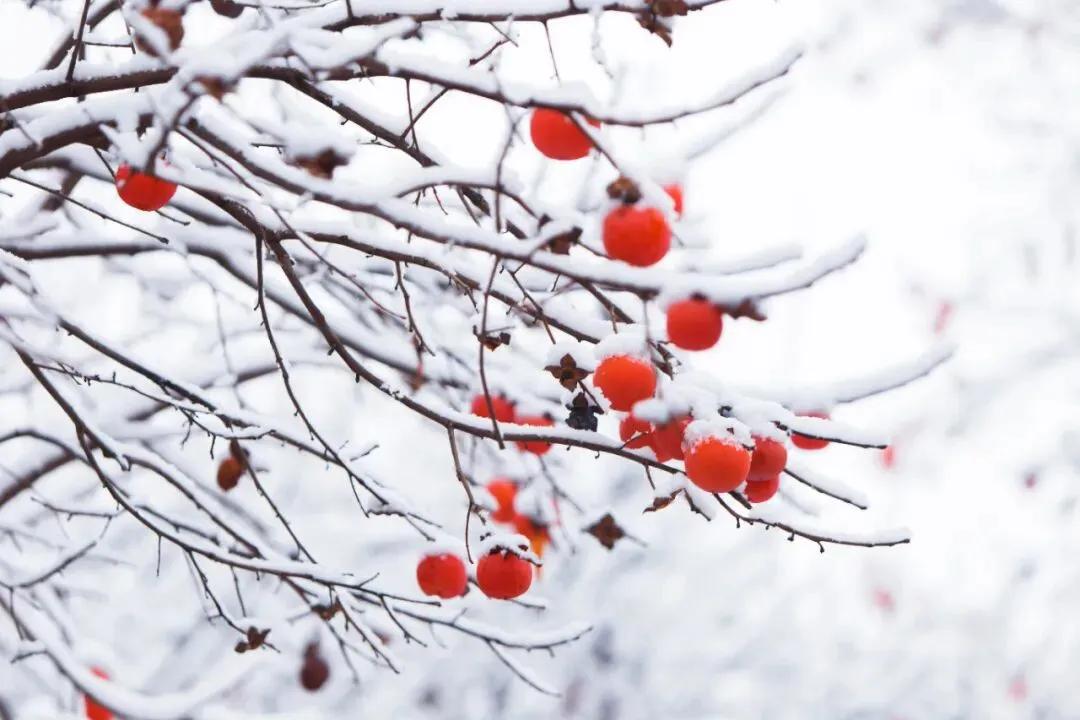 天时人事日相催，冬至阳生春又来！我们迎来2025年最后一个节气
北方吃饺子，南方