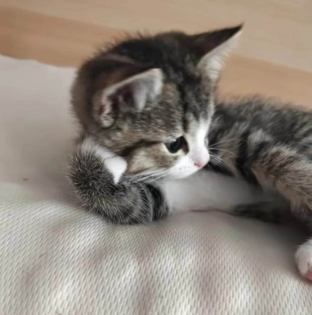 摸摸小猫头万事不用愁 