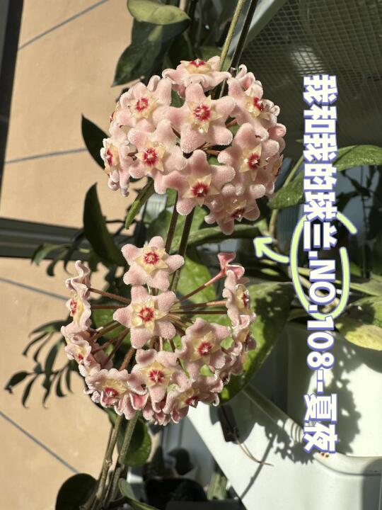 我和我的球兰.NO.108--夏夜