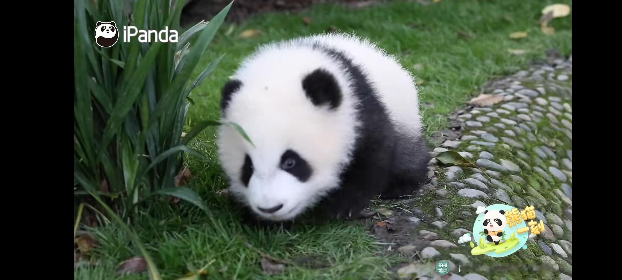 被熊猫宝宝追着走的感觉好爽 圆咕隆咚，软软糯糯，蠢萌蠢萌的，太可爱了！！！ 