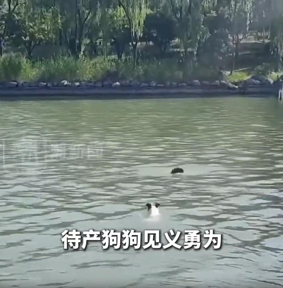 “万物有灵！”河南新乡，男子带着自家快生了的狗子出门散步，走到一处河边的时候，发