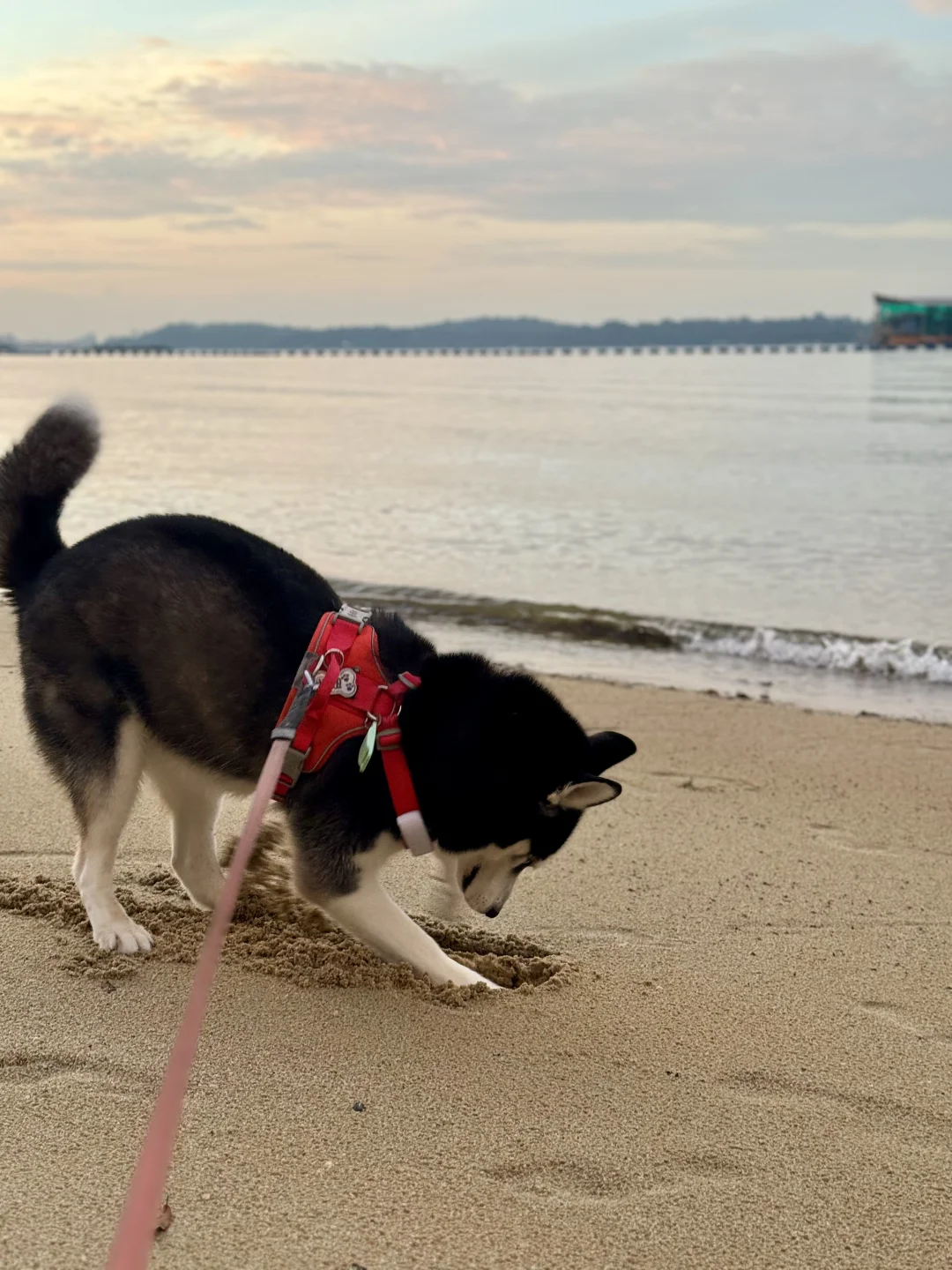 🇸🇬 爱挖沙的小狗