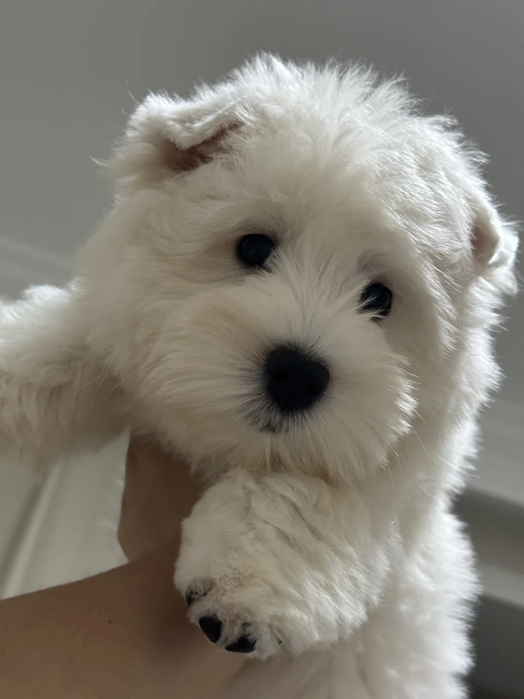 三个月的小胖妞