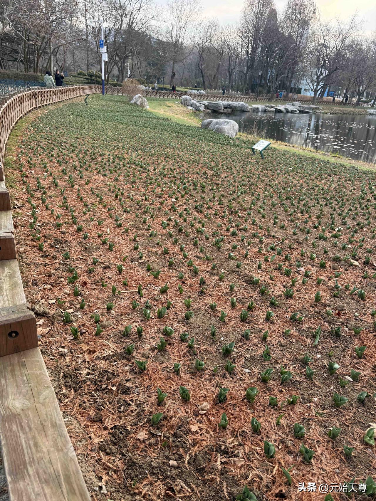 春日生活打卡季我昨天上午去青岛中山公园玩首先是去看看郁金香长的怎么样了，我仔细看