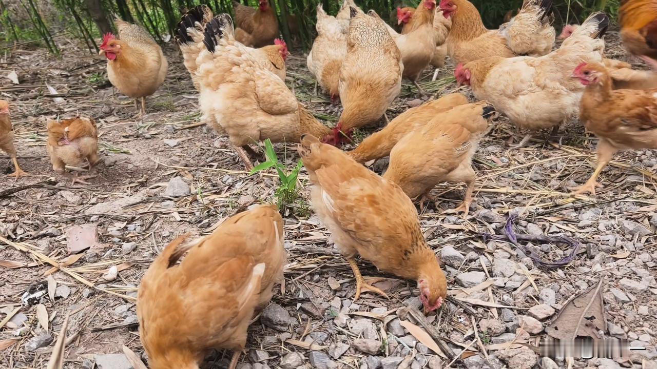 想买到真正的土鸡和土鸡蛋必须到农村农户家里购买。
但是，到农村即使是农户家里也不