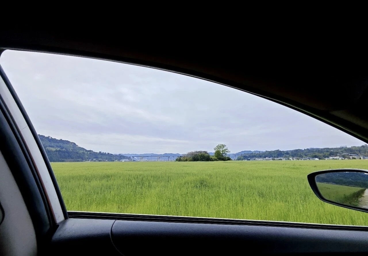 🌾 春日限定治愈系上线！千亩青麦翻涌成浪，风里都是自由的味道～3-5月｜满眼青