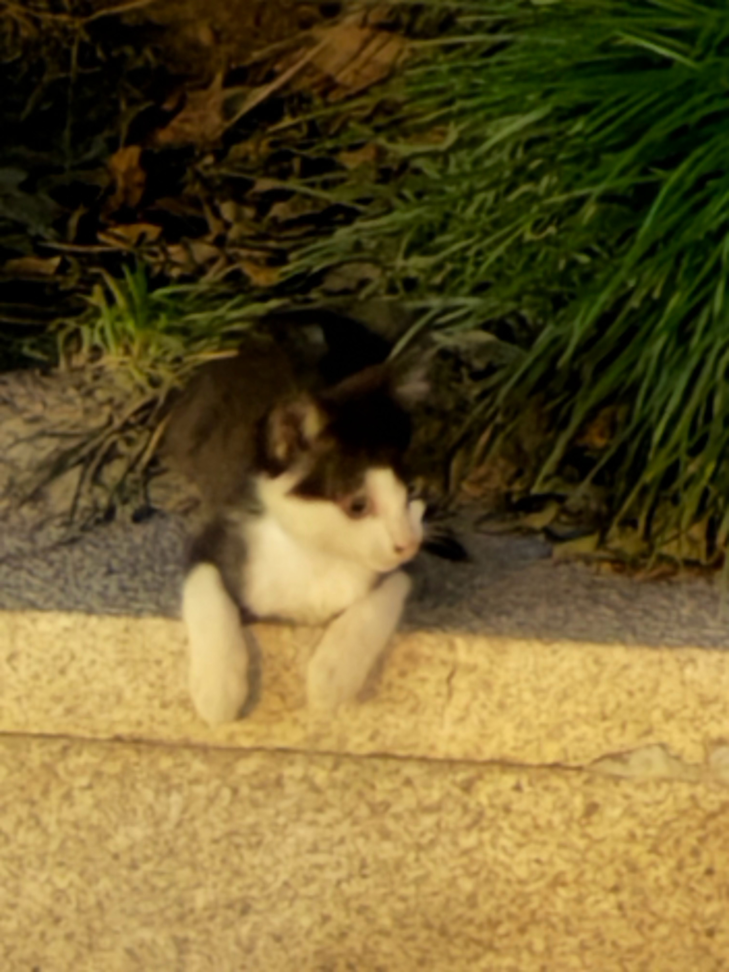 实时猫情