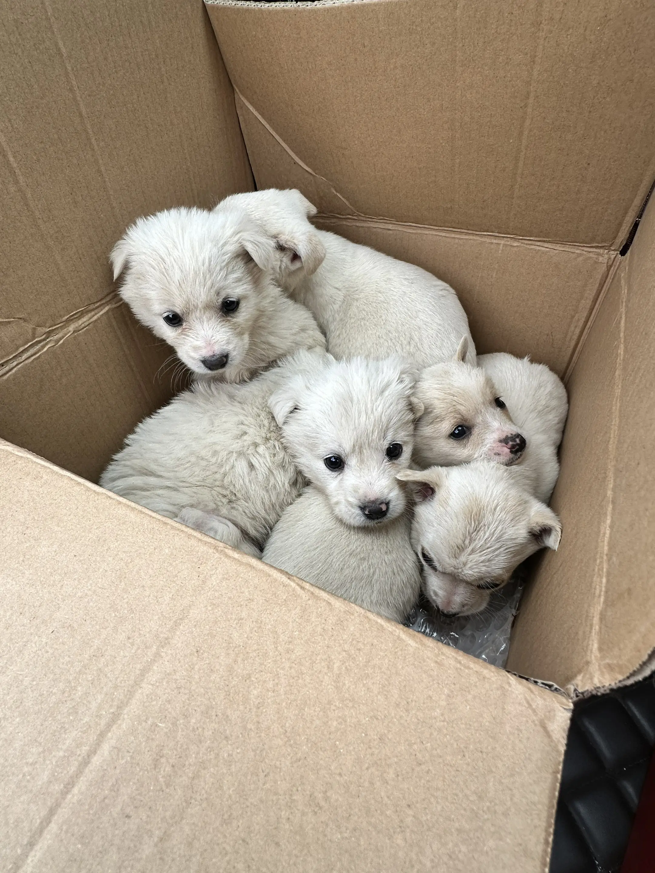 它们有什么错？