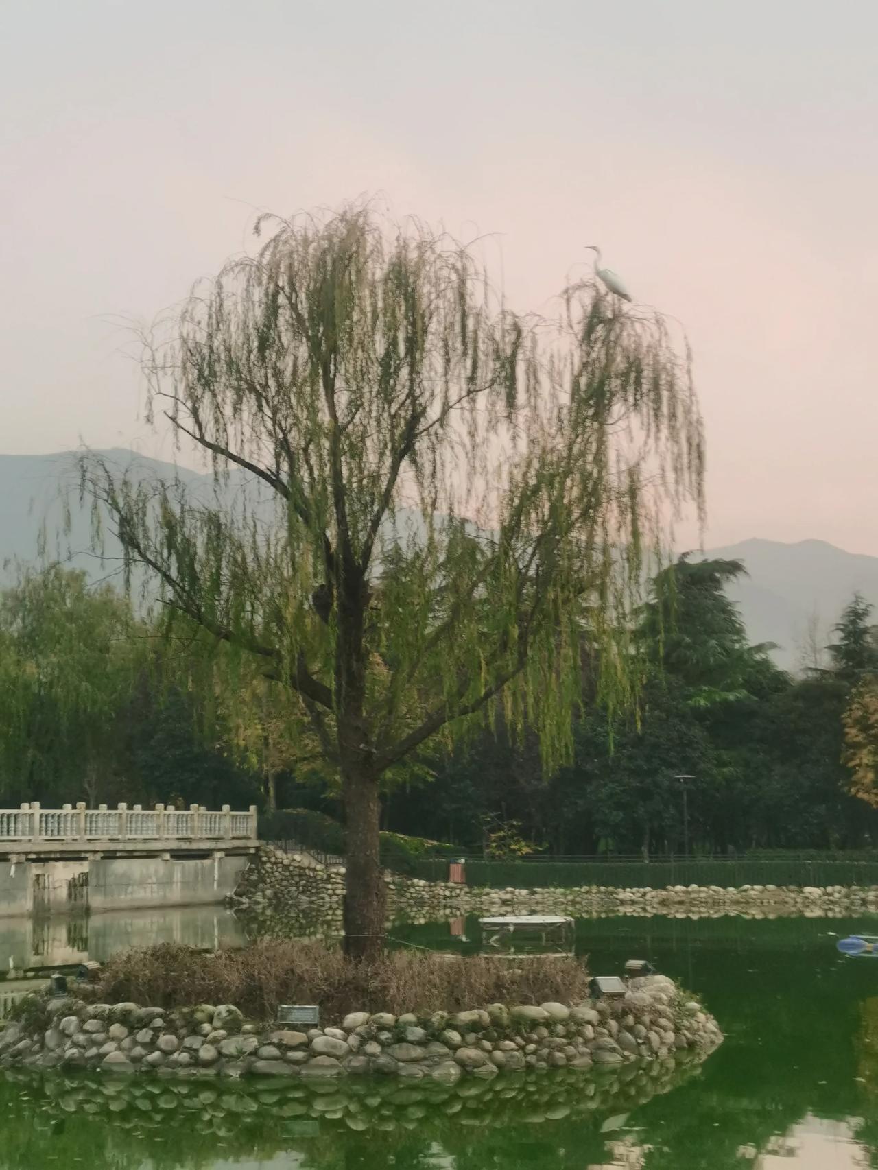 冬日随手拍落伍白鹭栖树梢