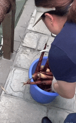 熊猫：吓我一跳 ​​​