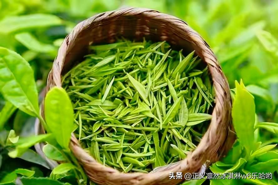 种茶人不喝春季茶叶，原因还挺多。从经济角度看，春茶茶青贵，茶农靠采摘春茶卖钱是主