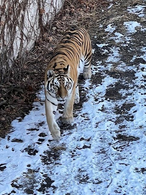 吉林一村落之前可热闹了，野生东北虎连续几天现身村民住处外。好在大伙及时加强防范，