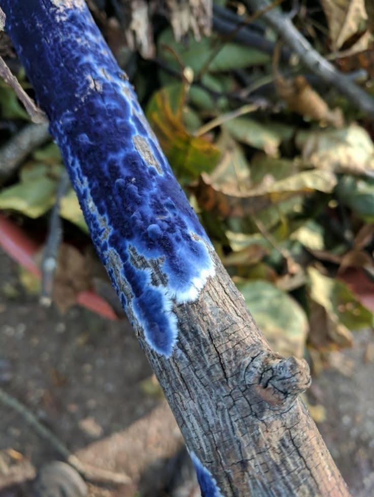 钴蓝菌Terana caerulea ​​​