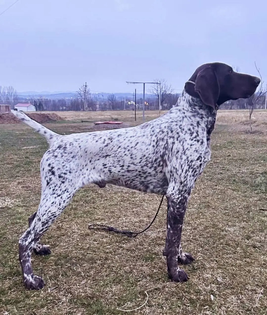 波音达 德国短毛指示犬 Kurzhaar
