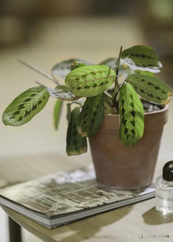 想让自己保持快乐的心情，其实不难。就拿我来说，日常里我会给自己找点小乐趣。比如养