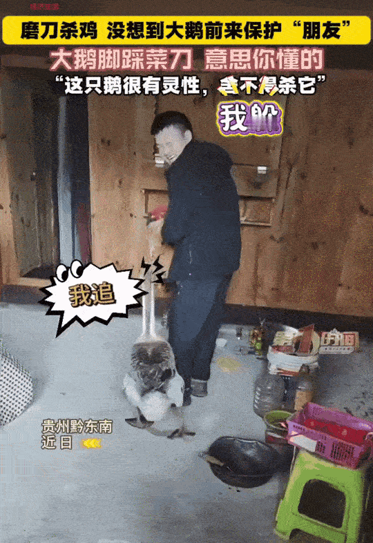 万物皆有灵性！贵州黔东南，潘先生正在磨刀，准备杀鸡宰鹅。家里的大鹅走过来，不仅阻
