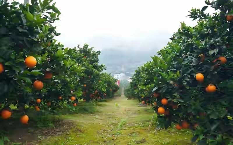 古蔺甜橙迎来丰收季，彰显乡村振兴新成效

近日，古蔺县的甜橙迎来了又一年的丰收季