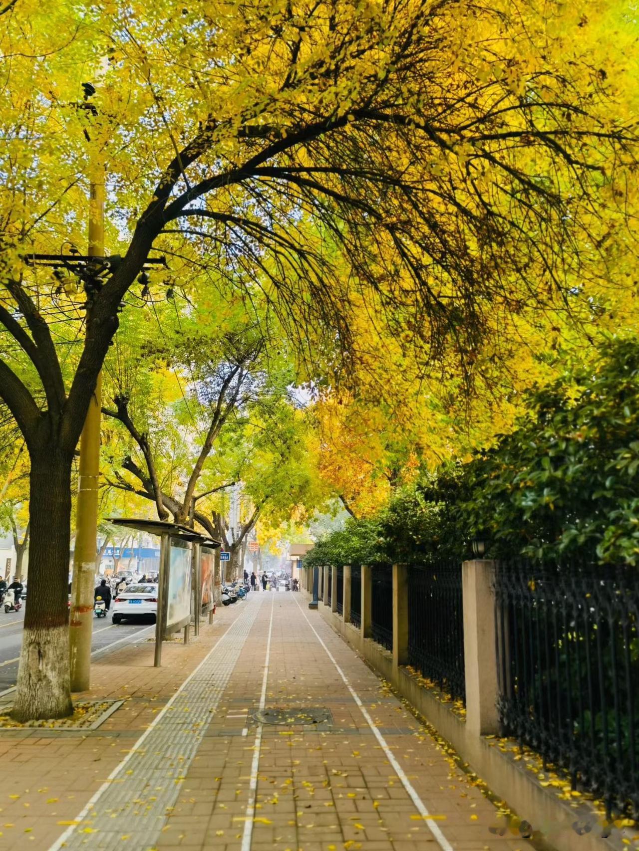 门前的两颗行道树如期披上斑驳的金黄，流感起伏起，防范强身体……，再见十月，畅月走