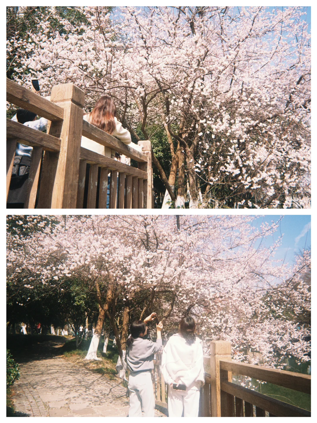 🌸·杭州日系氛围感拍照地竟然在我公司楼下