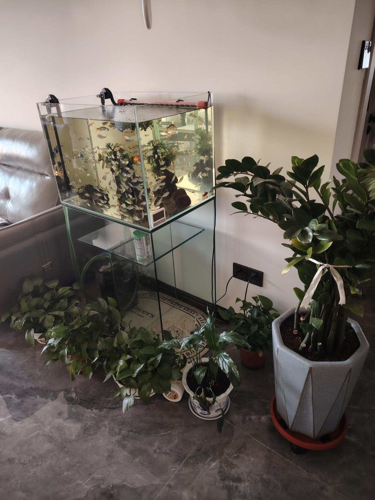 自己动手养的花，鱼，花也是郁郁葱葱，鱼也是活力满满。