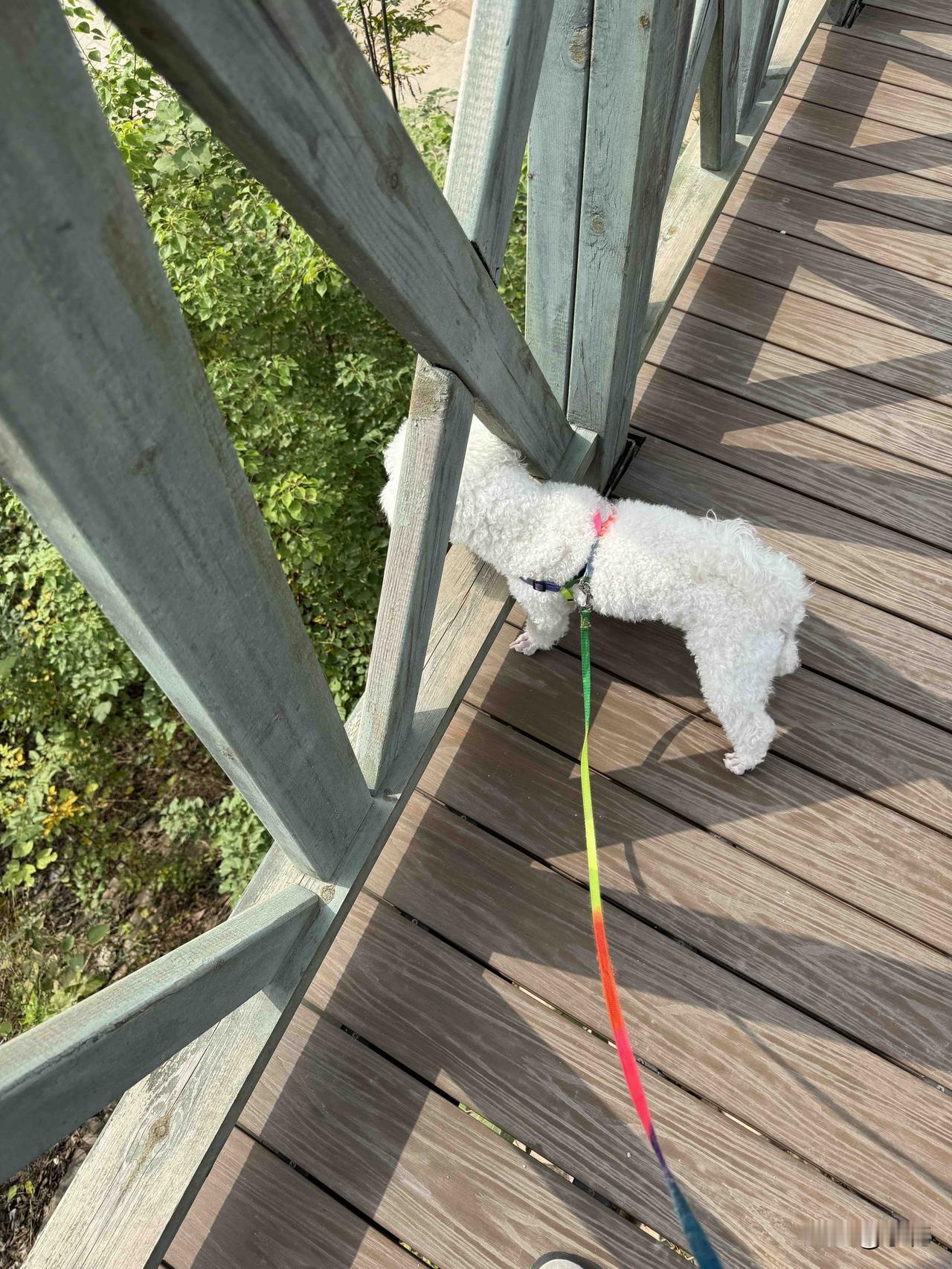 毛茸茸的小比熊胆子可真大，不管多高的地方，它都敢探着脑袋往下瞧。天气晴朗时，主人