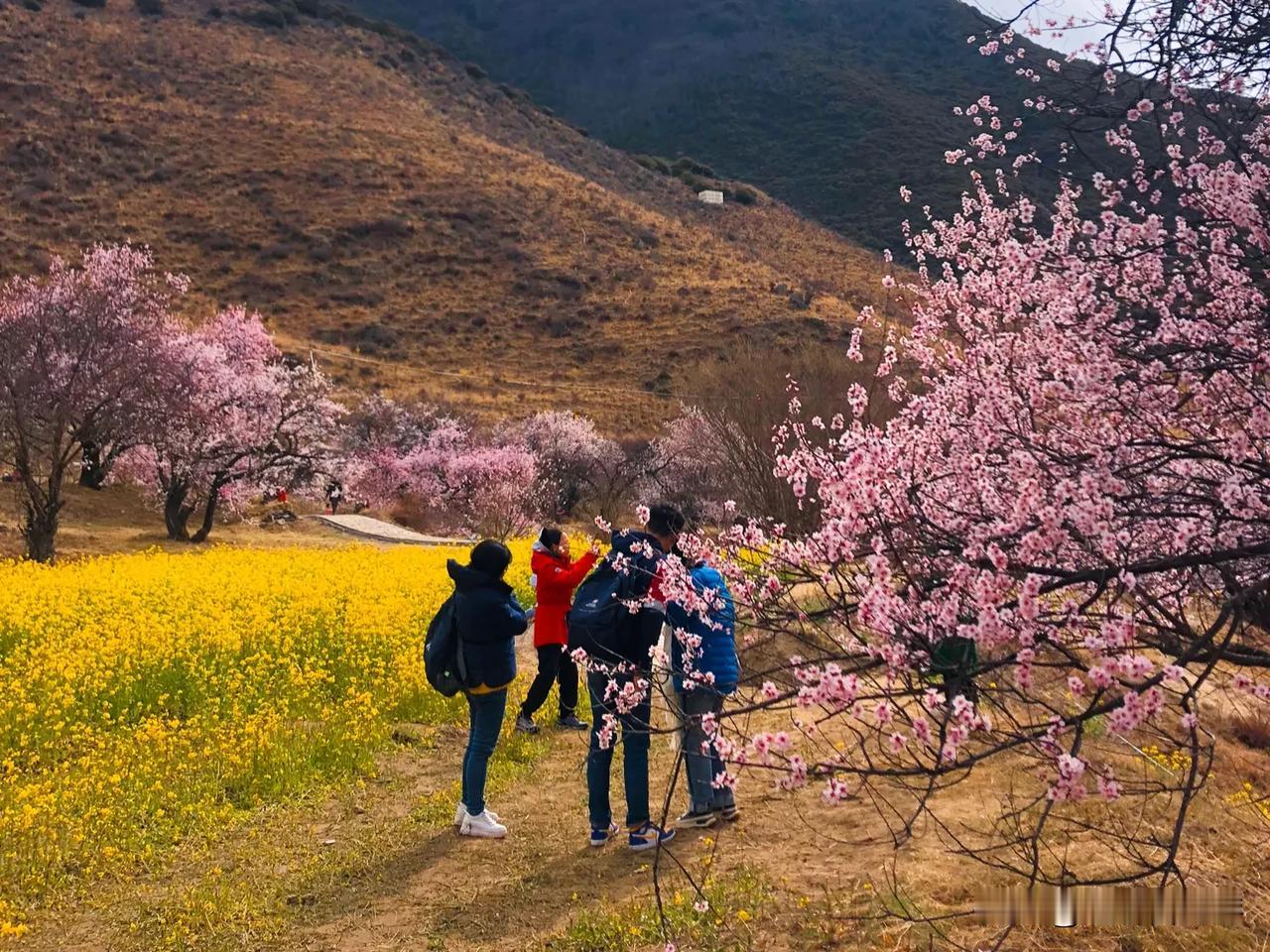 为了看桃花，你会选择3月来一次西藏吗？换一句话说，3月自驾西藏，你真的是为了看桃