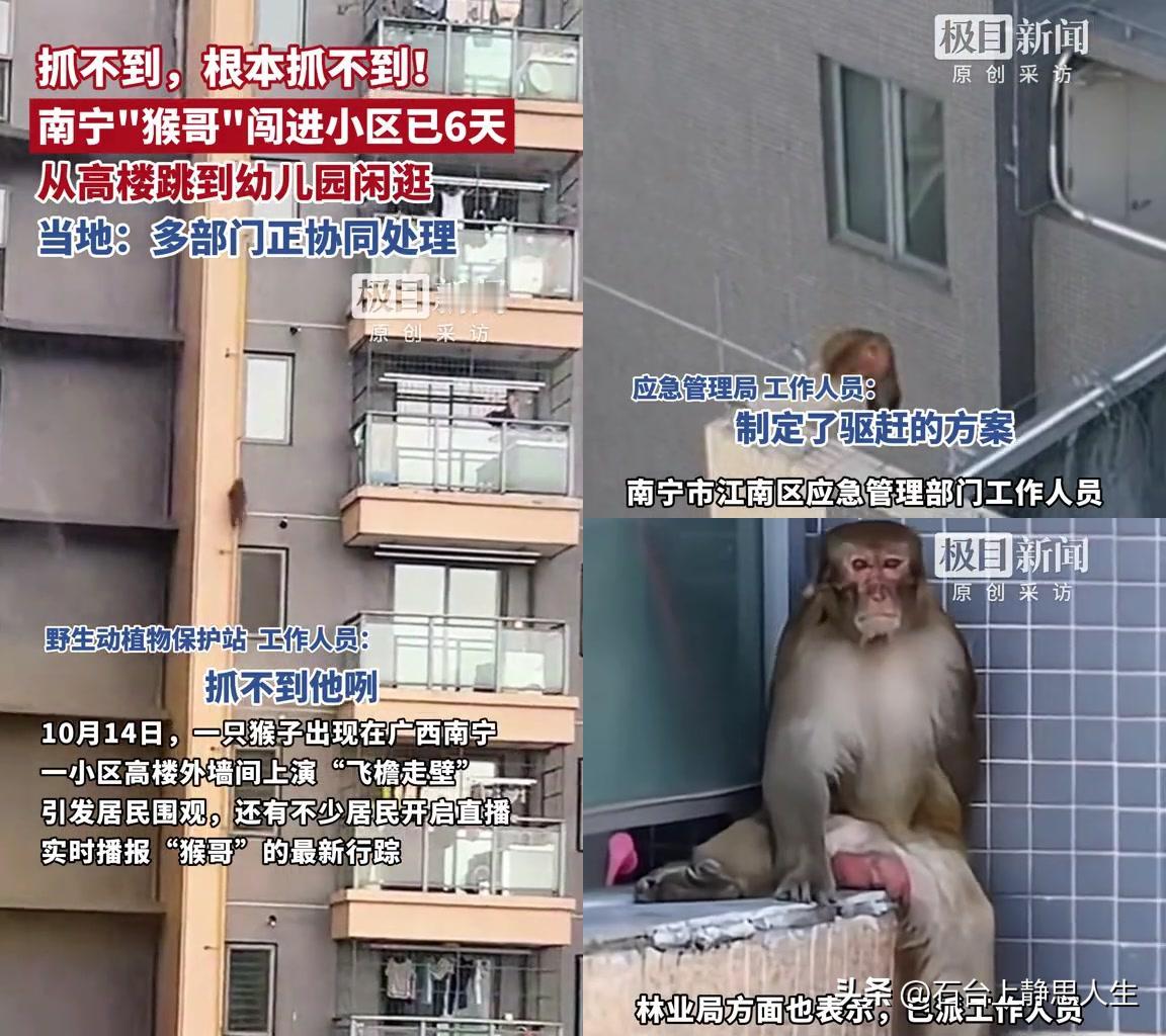 南宁这只“齐天大圣”，6天把保安、多部门耍得团团转！

14号开始在高楼外墙