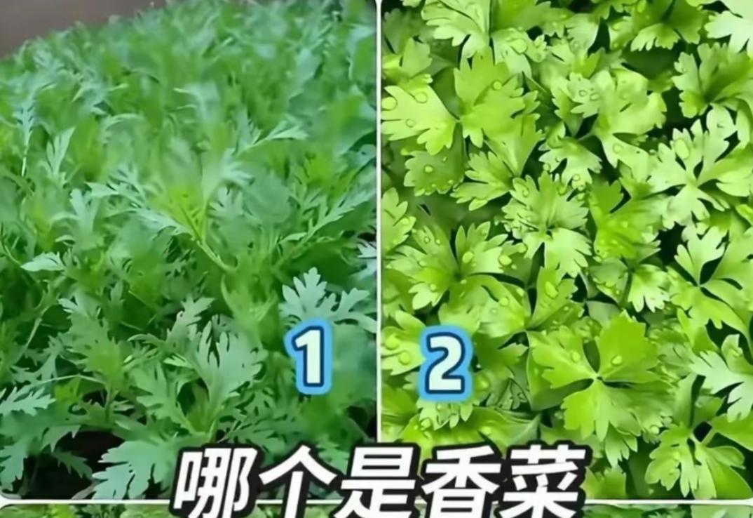 哪棵是香菜，看花眼了吧？这两款没有香菜吧？有认识的吗？告诉大家。[作揖][玫瑰]