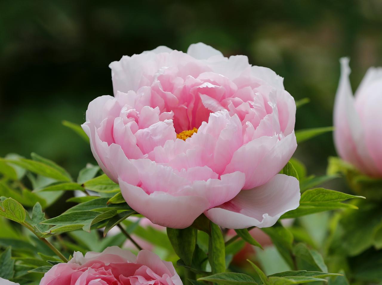 牡丹为何被称为国色天香？

为什么牡丹敢叫“国色天香”？这事还得从唐朝说起。当时