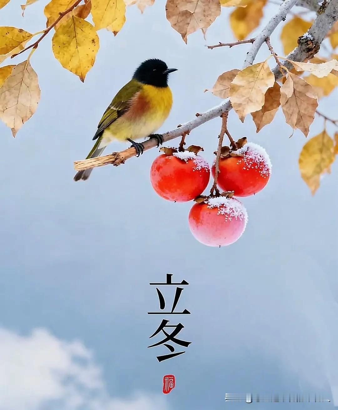 好消息！明天就立冬啦，而且交接时间在下午～ 老话说“上午立冬，三九雪堵门；下午立