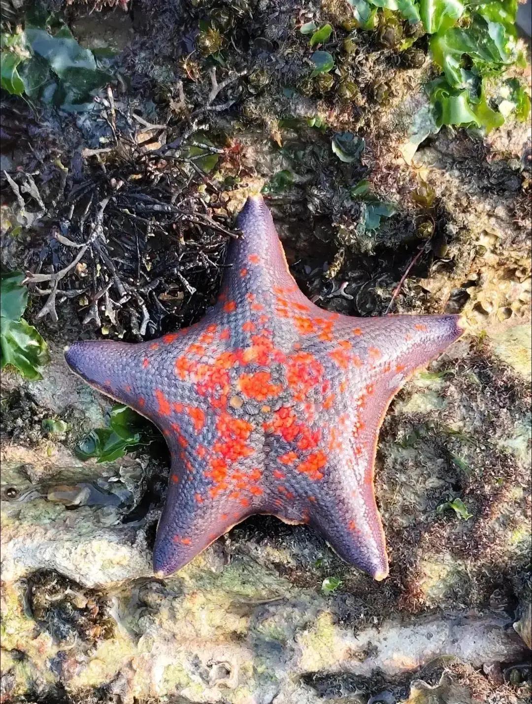 水温突然飙两度
 
荣成老码头炸了锅。黑鲷像疯狗，刚抛竿就咬，15厘米小绯鲤也凑