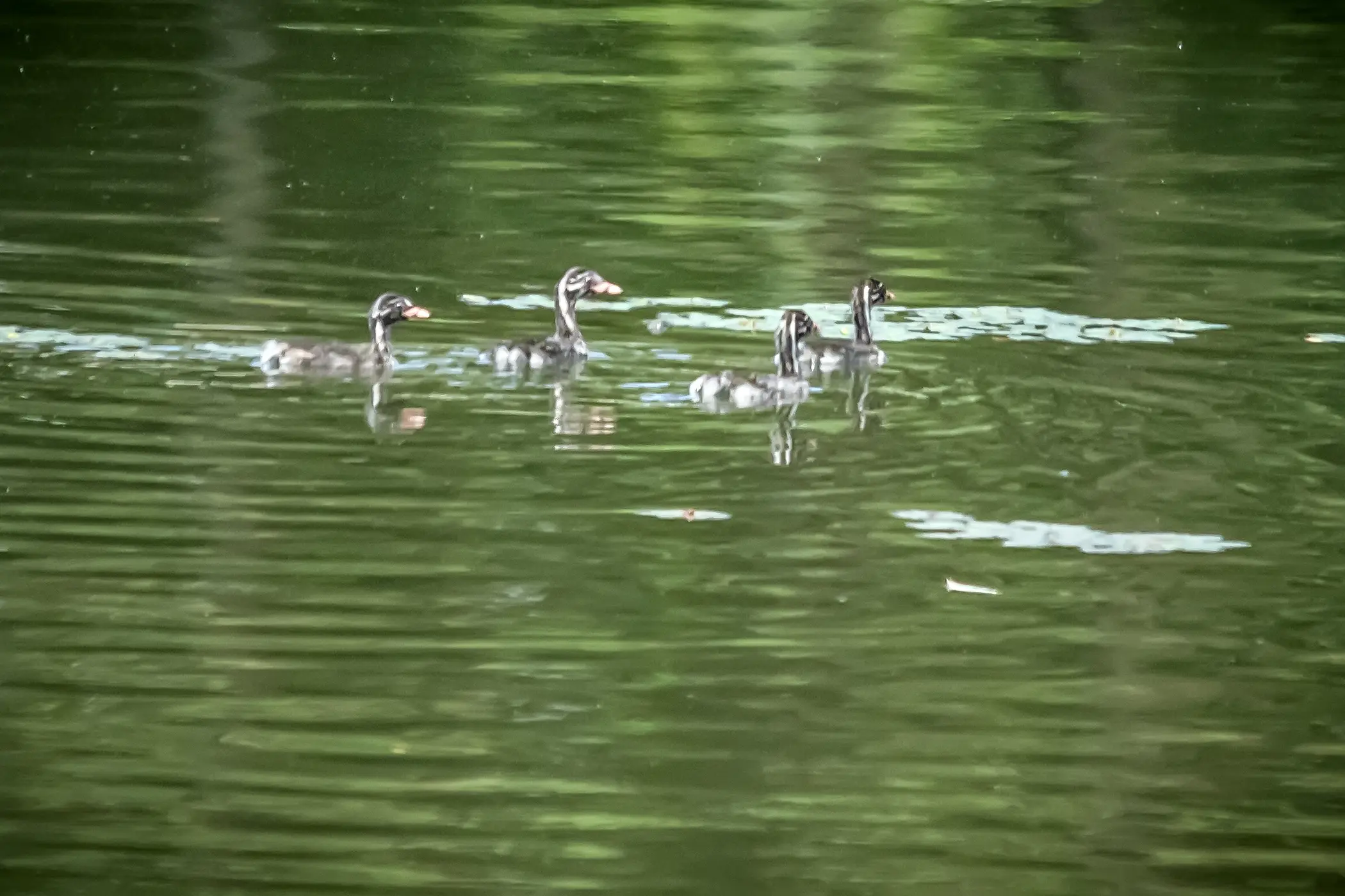 长焦视角---小鸊鷉幼鸟。小鸊鷉，属于鸊鷉科小鸊鷉属 。常栖息于湖泊...