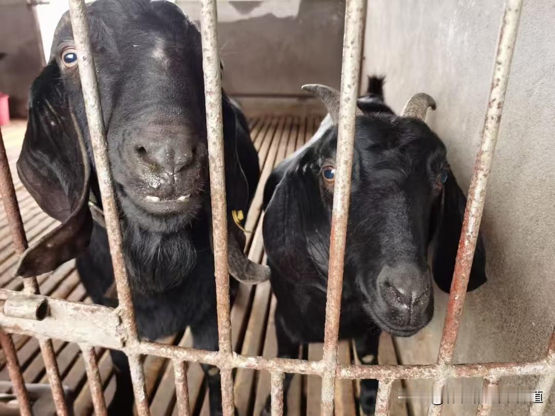 初期精料占日粮20%，之后每天或隔天加50-100克，7-10天过渡到目标比例（