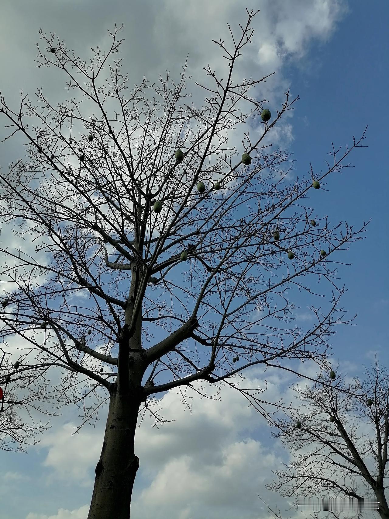 这是棵什么果？能吃吗？
#神奇的花花树树# #随手拍野果#